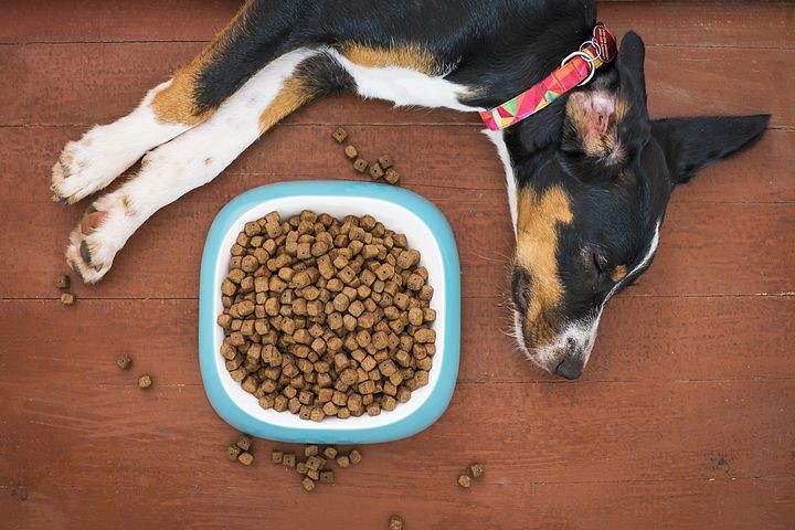 Acana Dog Food: 5 Tips For Choosing The Best Dog Food For Your Pet Acana Dog Food